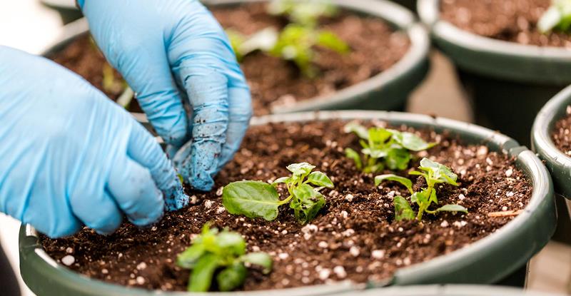 علوم باغبانی